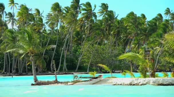 Cennet lagün palmiye ağaçlarında — Stok video