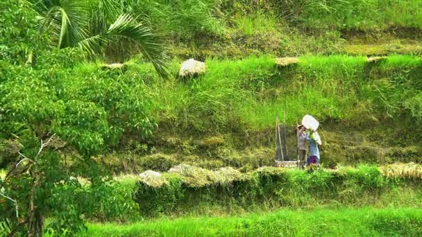 农民在山坡上的露台上工作 — 图库视频影像