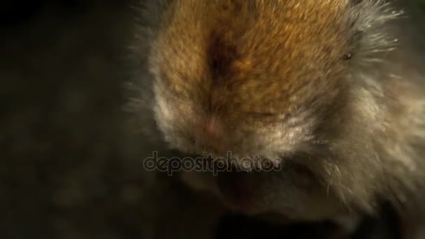 Gesicht von Makaken im Affenwald — Stockvideo