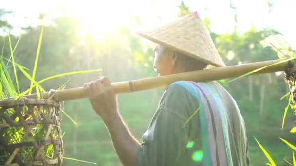 Trabajador que lleva cestas de cultivo de arroz — Vídeos de Stock