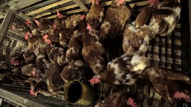 Vente de poulets locaux de plein air vivants — Video