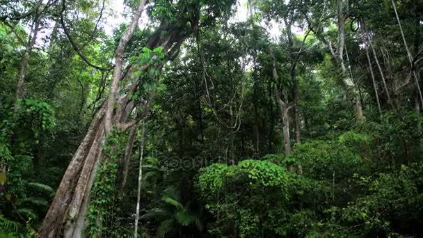 Vegetación verde en la selva tropical de Daintree — Vídeos de Stock