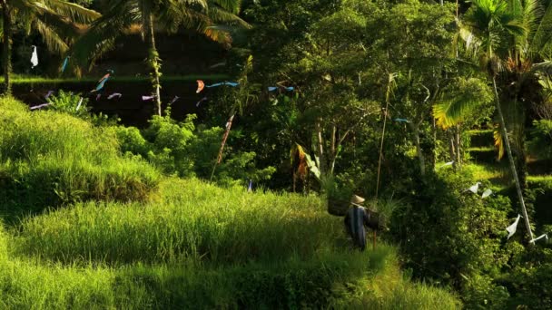 Reisbauer arbeitet auf Feldern am Hang — Stockvideo