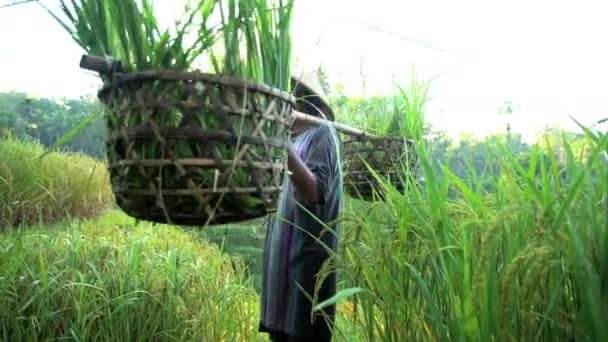 Pirinç bitkileri taşıyan işçi — Stok video