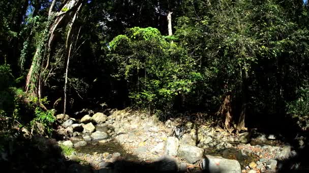 Bosque lluvioso de Daintree con viñas de bosque — Vídeos de Stock