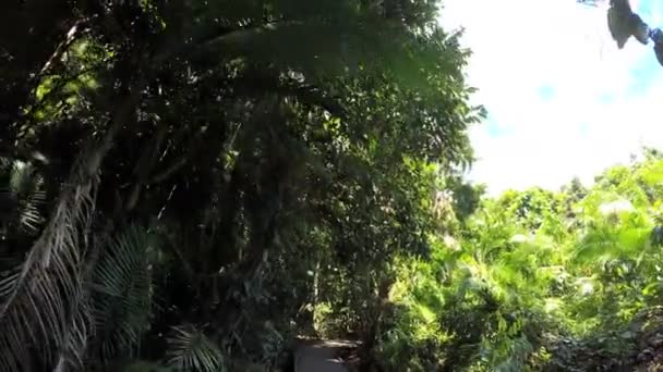 Tropische Vegetation des daintree regenwald — Stockvideo