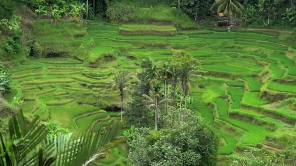 Сельские пейзажи зеленых рисовых террас — стоковое видео