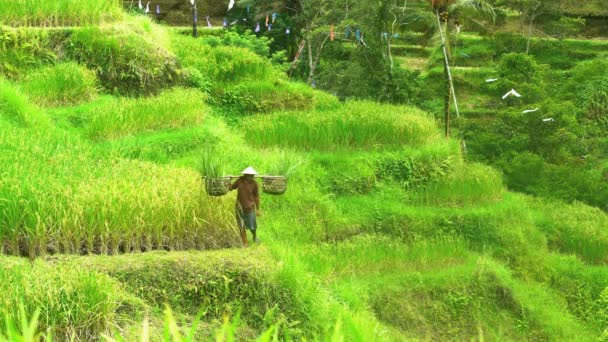 Сільськогосподарський працівник, що перевозить урожай рису — стокове відео