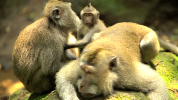 Des primates macaques avec bébé — Video