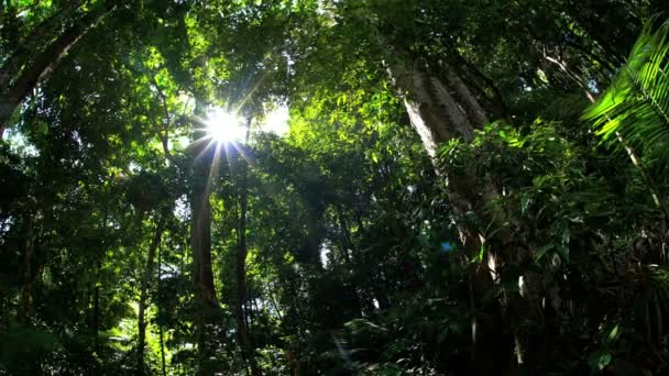 Selva tropical de Daintree — Vídeo de stock