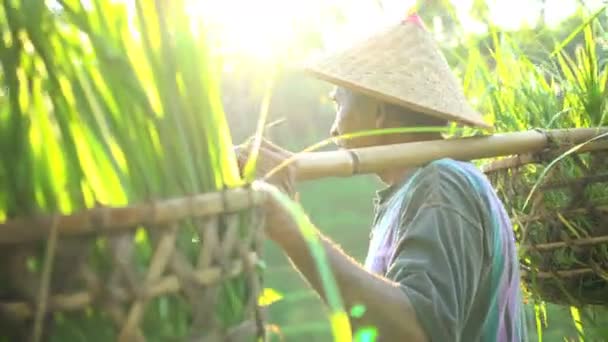 Agricultor de arroz que transporta culturas de arroz colhidas — Vídeo de Stock