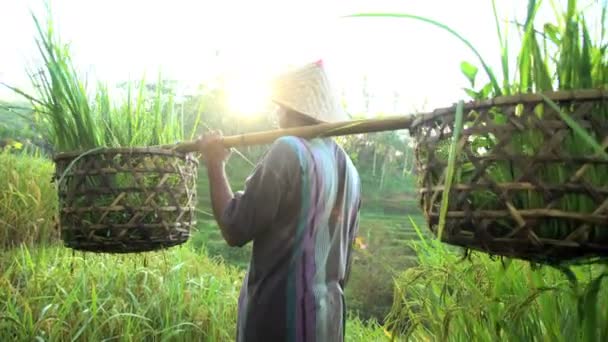 Trabalhador colheita colheita colheita — Vídeo de Stock