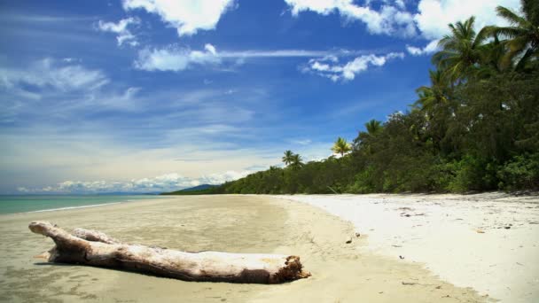 Driftwood na piaszczystej plaży Coral sea — Wideo stockowe