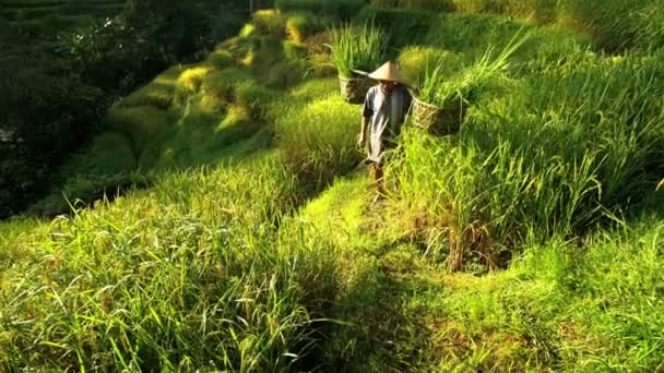 Worker carrying baskets of rice crop — Stock Video