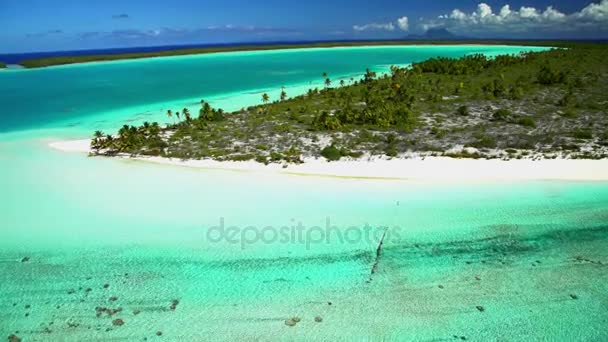 Tupai en Bora Bora eiland — Stockvideo