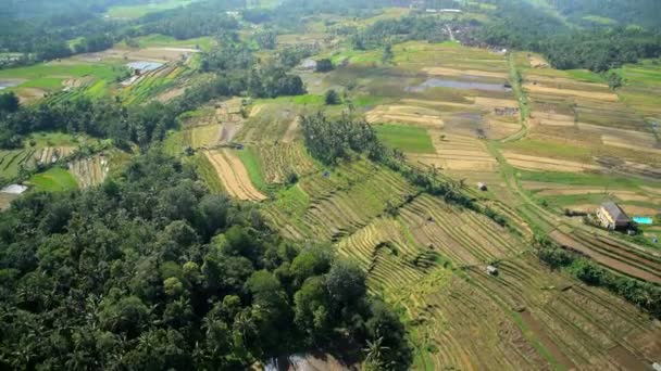 Plantación de Ubud, Bali — Vídeos de Stock