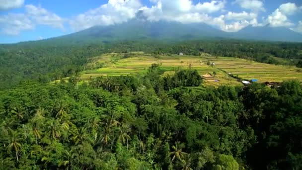 Plantage in Ubud, Bali — Stockvideo