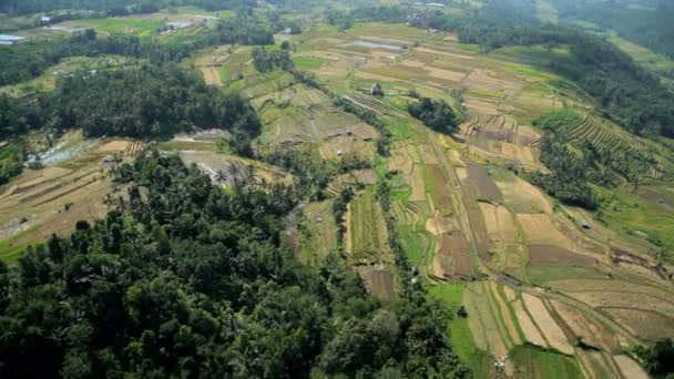 Plantage in Ubud, Bali — Stockvideo