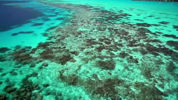Bora Bora Adası'nın mercan kayalığı — Stok video