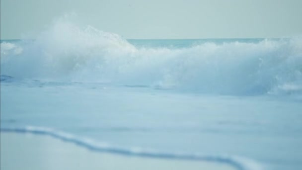 Aves volando sobre el océano — Vídeo de stock