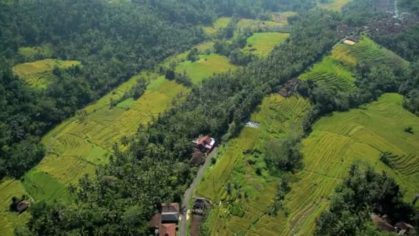 Ubud plantation, Bali — Stok video
