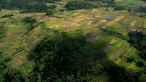 Plantage in Ubud, Bali — Stockvideo