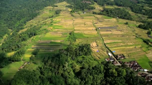 Ubud plantation, Bali — Stockvideo