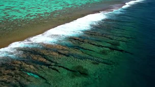 ツパイ ハート島にココナッツのプランテーション — ストック動画