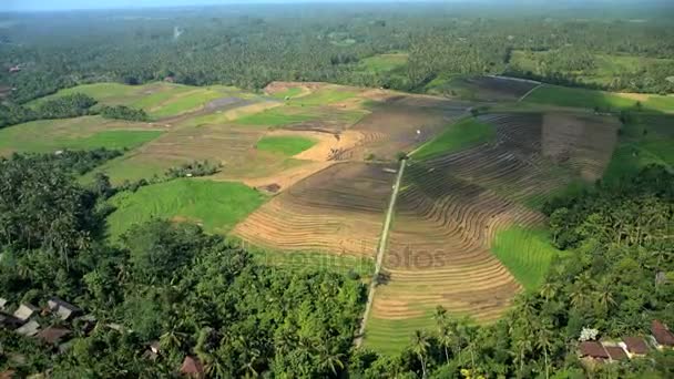 Plantację Ubud Bali — Wideo stockowe