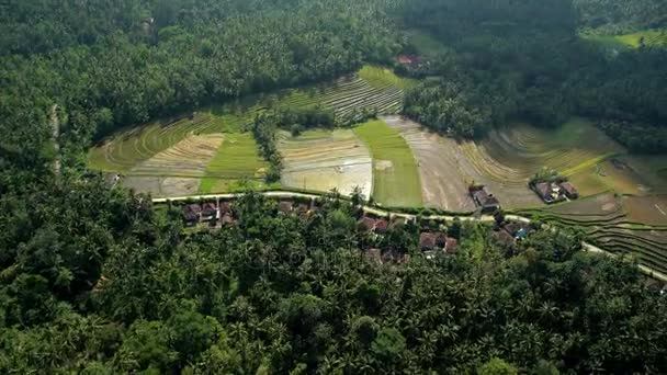 Ubud plantation, Bali — Stock Video