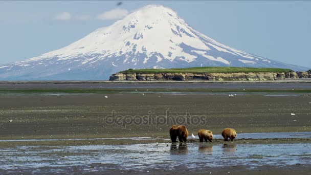 Αρκούδα και cubs με Mt προπύργιο ηφαίστειο — Αρχείο Βίντεο