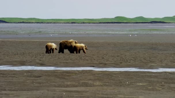 Filhotes com mãe urso no Alasca — Vídeo de Stock