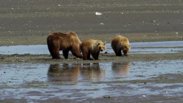 Brown bear cubs med mamma — Stockvideo
