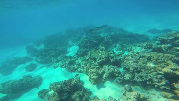 Barracuda peces nadando en el océano — Vídeos de Stock