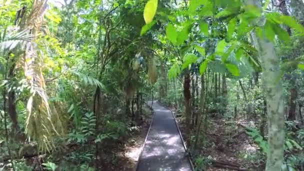 Woodland boardwalk with sun flare — Stock Video