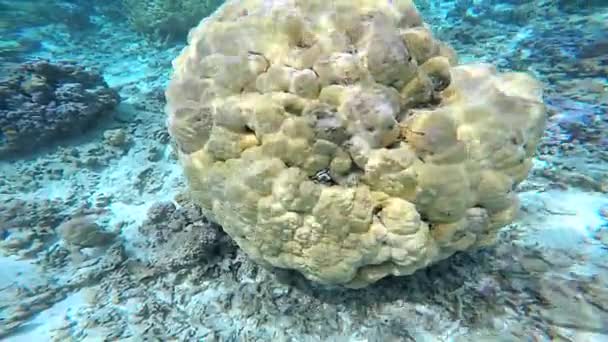 Coral Reef plants in undersea — Stock Video