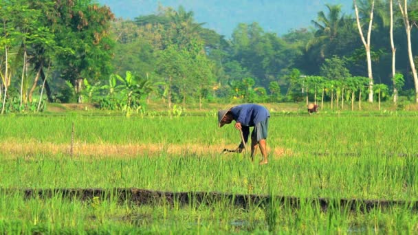 Laki-laki di sawah dengan alat panen — Stok Video