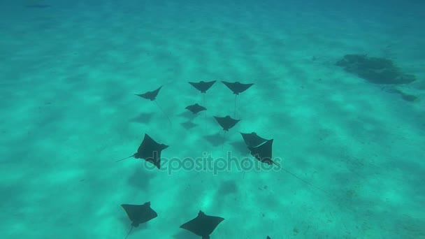 Águila Sting Rayos nadando en el océano — Vídeos de Stock