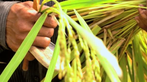 Сельскохозяйственный работник с рисовым снопом — стоковое видео