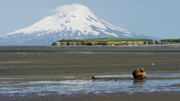 Urso e filhotes com vulcão Mt Redoubt — Vídeo de Stock