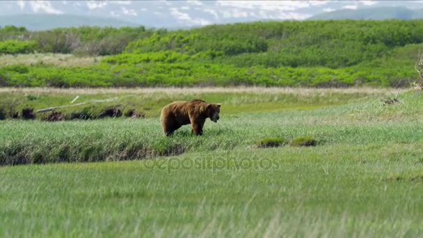 Brązowy niedźwiedź grizzly polowania — Wideo stockowe