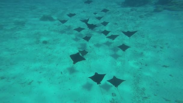 Águila Sting Rayos nadando en el océano — Vídeo de stock