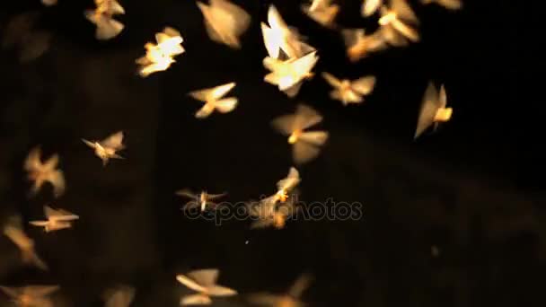 Alas de insectos en la selva tropical — Vídeo de stock