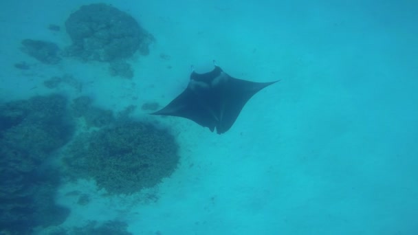 Manta Sting Ray zwemmen in de Oceaan — Stockvideo