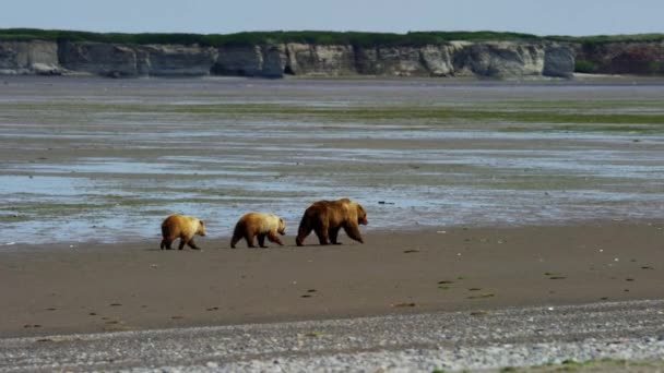 Junge mit Bärenmutter auf der Alaska — Stockvideo