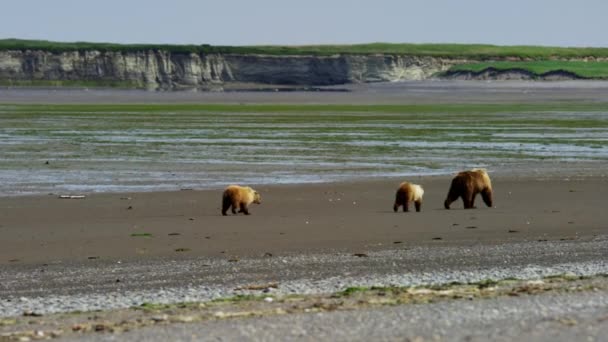 Mláďata s matkou medvědem na Aljašku — Stock video