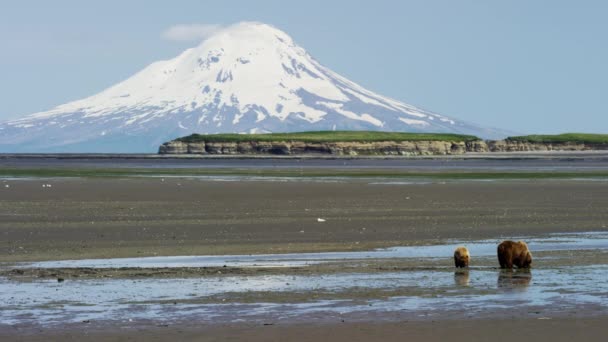 Ayı ve yavrularını Mt Redoubt volcano ile — Stok video