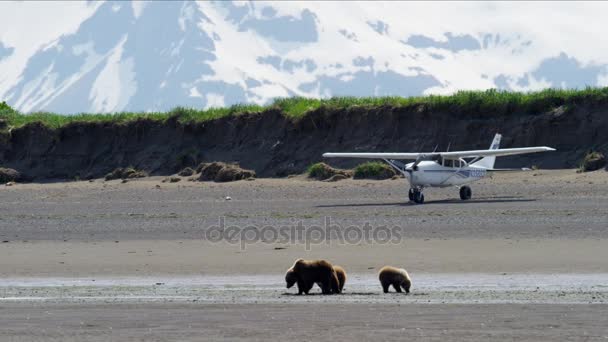 Szczeniaki z matka niedźwiedź na półwyspie Katmai — Wideo stockowe