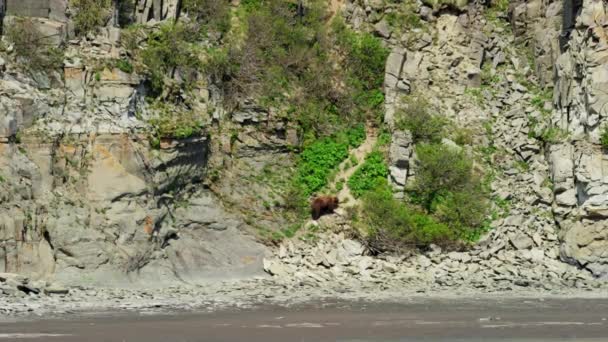 Alaskan Grizzly Bear  in Wilderness — Stock Video