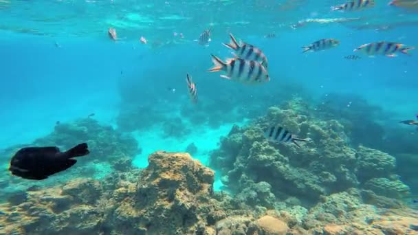 Peces nadando en el océano — Vídeo de stock